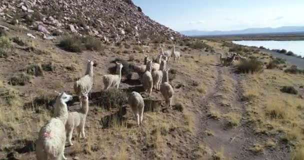 ラマ、ラマグラマの群れに続く空中、乾燥したモンタオイヌスの草原の岩の斜面を歩く。アブラ・パンパ, ジュジュイ, アルゼンチン — ストック動画