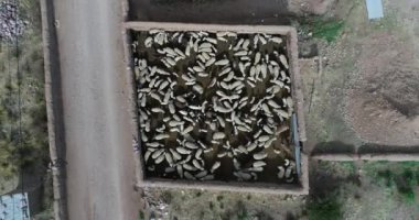 Bir dış baraka içinde koyun ve keçi üst anten. Barakada dolaşan koyunlar. Salta, Arjantin'deki eski çiftlik