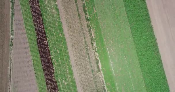 Top aerial drone scene of small local crops with canal at the side. Ascending. Abstract natural green checkerboard shape, Maimara, Jujuy, Argentina — Stock Video
