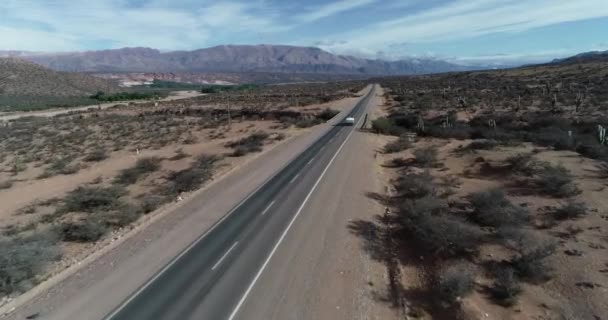 Aerial drone scene of caravan and 4x4 driving through landscape full of cactus. Threchocereus. Camping holidays. Salta, Argentina — Stock Video