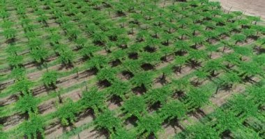 En iyi hava drone sahnesi ızgara desenli bağ üzerinde uçan. Doğal tarım dokuları. Salta, Arjantin