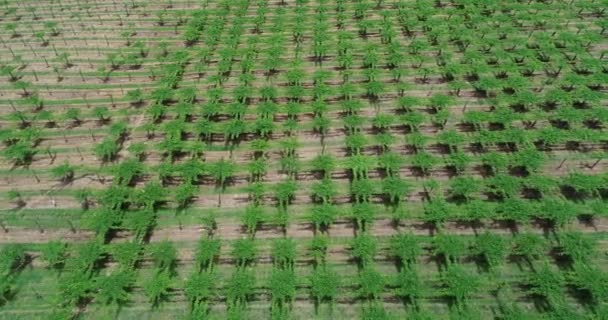 Top aerial drone scene flying above vineyard with grid pattern. Natural agriculture textures. Salta, Argentina — Stock Video