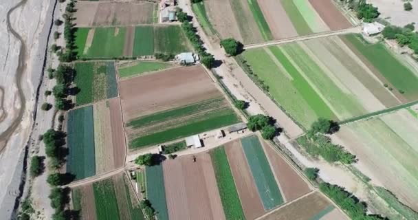 地元の園芸で作られた緑のグリッドの年下の空中。色彩あふれる農業。自然のテクスチャ。マイマラ, ジュジュイ, アルゼンチン — ストック動画