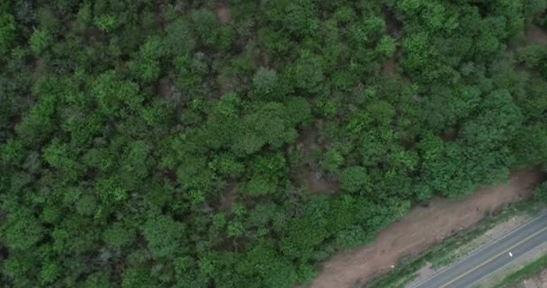 Top aerial drone scene of woods. Natural textures, patterns. Salta, Argentina. — Stock Video
