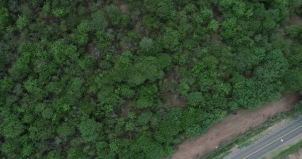 Escena aérea superior de drones de bosques. Texturas naturales, patrones. Salta, Argentina . — Vídeos de Stock