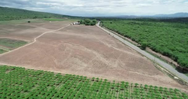 Lucht drone scène gedeforesteerd voor agrarische doeleinden. Oplopend van wijngaard naar algemeen zicht op kale veld. — Stockvideo