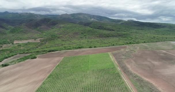 Cena de drones aéreos de vinha na primavera. Voando acima da estrutura de grade de plantas de uva. Montanhas lenhosas verdes no fundo. Salta, Argentina . — Vídeo de Stock