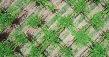 En iyi hava drone sahnesi ızgara desenli bağ üzerinde uçan, kamera ön görünüme değiştiğinde manzara keşfetmek. Doğal tarım dokuları. Salta, Arjantin