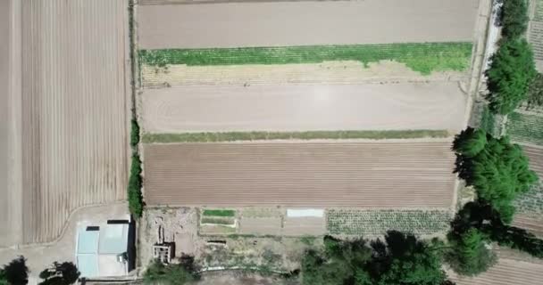 Top aerial drone scene of small local crops with canal at the side. Abstract natural green checkerboard shape, Maimara, Jujuy, Argentina — Stock Video