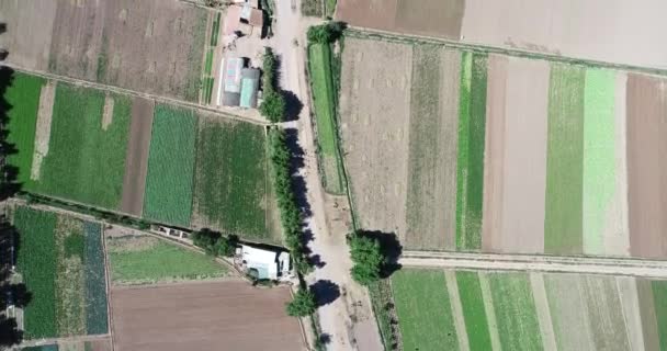 Top aerial of green grid made of local horticulture. Colorfull agriculture. Nature textures. Maimara, Jujuy, Argentina — Stock Video