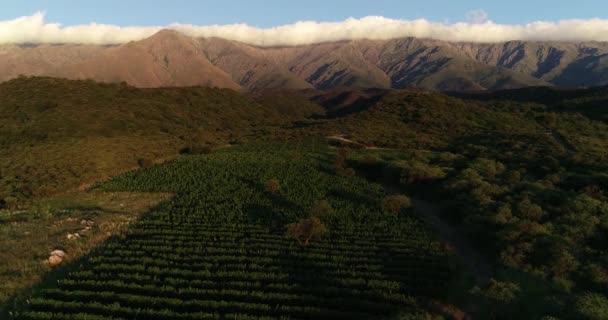 Drohnen-Szene aus der Luft über Weinbergen, Weinproduktion, versteckt zwischen dichten Algarrobo-Wäldern. Bergkette mit Längswolke am hohen Berg im Hintergrund. Goldene Stunde, Sonnenuntergang. San Javier — Stockvideo