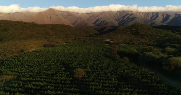 Aerial drone scene flying near and above vineyard hidden between dense algarrobo woods. Mountain chain with longitudinal cloud at backgorund. Golden hour, sunset. Wine production cultivation — Stockvideo