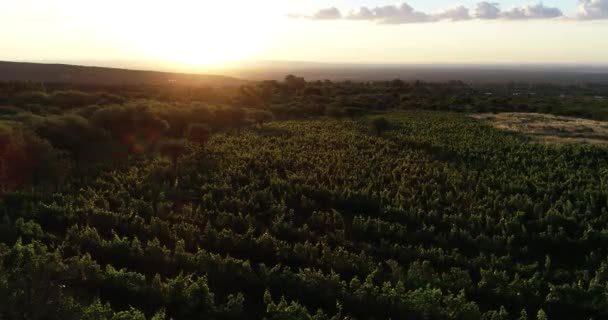 Flying above vineyard between woods at sunset, golden leaves, volume light and sun at background. Incredible shot. Mountains at backround. Wine production cultivation — ストック動画