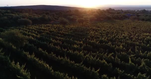 日落时在葡萄园间飞翔,金黄的叶子,卷曲的光和背景的太阳. 令人难以置信的一击 山脉在背面。 葡萄酒生产种植 — 图库视频影像