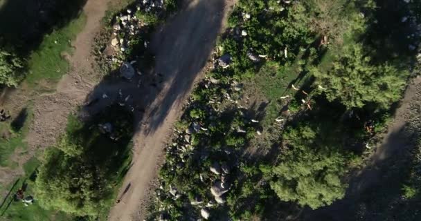 Escena aérea de drones de manada de cabras caminando en el entorno natural de rocas, árboles y hierbas. Cámara descendiendo. Nogoli, San Luis, Argentina — Vídeos de Stock