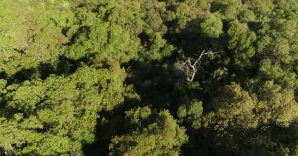 Luchtfoto drone scène vliegen boven dichte bossen bij zonsondergang. Natuurlijke textuur van vegetatie. Villa Merlo, San Luis, Argentinië — Stockvideo