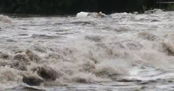 Detail von starkem turbulentem Fluss, Wellen, Schaum mit Unterholz und Brunches, die in der Wasserströmung vorüberziehen. mina clavero, cordoba, argentinien — Stockvideo