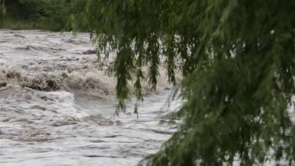 Strong brown turbulent river, with waves and foam. Trush and brunches floating throught current. At first plane tree brunches, woods at background. Flood at Mina Clavero, Cordoba, Argentina — Stockvideo