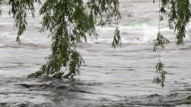Nehir akıntısı ile yavaşça ilerleyen ağaç brunch 'ları. Tükürük. Kahverengi nehir Mina clavero, Cordoba, Arjantin — Stok video