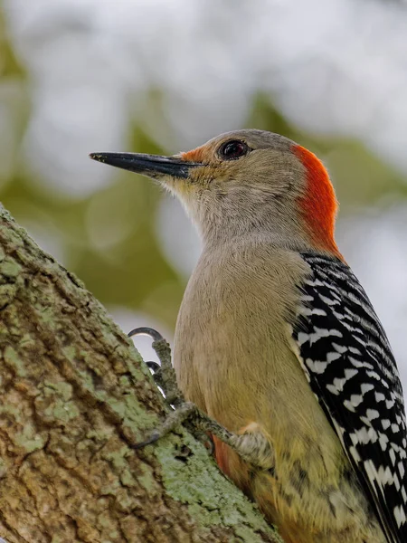 Florida'da bir ağaç üzerinde kırmızı karınlı ağaçkakan         