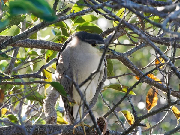 黑加冕的夜鹭坐落在佛罗里达湿地的一棵树上 特写侧面视图 鸟的头被转动到它的左边给它的面孔侧面外形看法 — 图库照片