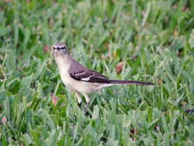 Kuzey bülbülü çim Close-up uyanık ve tedbirli olmak dışarı uzatılmış
