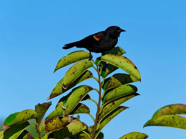 Männliche Rotflügelige Amsel Die Auf Einem Baum Den Feuchtgebieten Floridas — Stockfoto