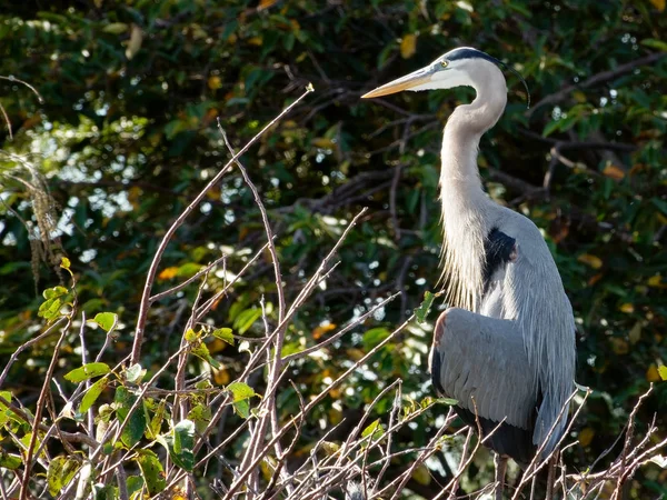 Suuri Sininen Heron Puussa Floridan Kosteikolla Profiilinäkymä Yksi Siipi Hieman — kuvapankkivalokuva