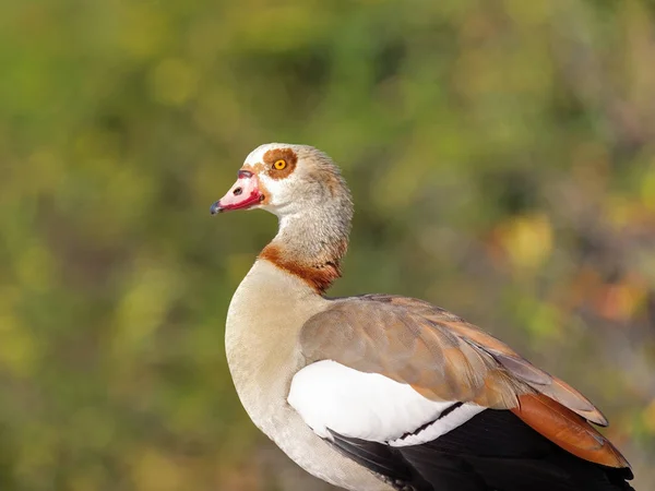 Egyptian Goose Alias Alopochen Aegyptiaca Florida Tampilan Profil Angsa Mesir — Stok Foto