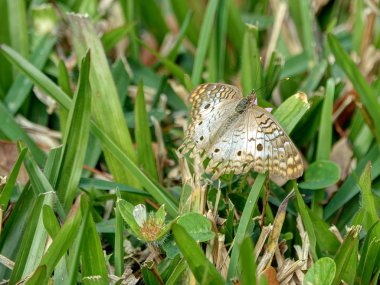 Beyaz Tavus kuşu kelebek kanatları açık bir kır çiçeği çim üzerinde yayılmış.          