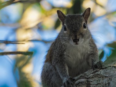 Portre, Doğu gri levrek bir ağaç Florida üzerinden bakarak sincap. Tam önden görünümü.   