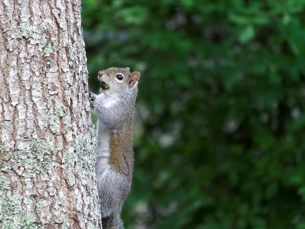 Closeup Eastern Gray Squirrel Holding Acorn Its Mouth While Climbing — Stock Photo, Image