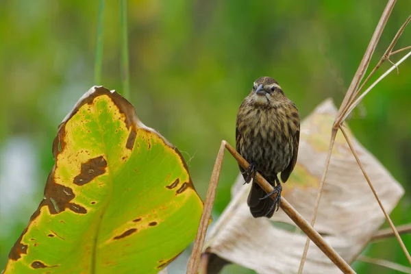 Female Red-winged Blackbird perched on a reed growing out of water in Florida Wetlands. The Red-winged Blackbird is a medium-sized songbird found in wetland areas. The adult male can hide the brilliant red shoulders or show them off in a dazzling dis