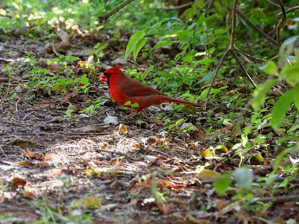 Male Northern Cardinal orange bird on ground with food in his beak.