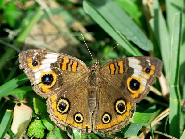 Common Buckeye Butterfly in South Florida posing with wings spread open on a blade of gras