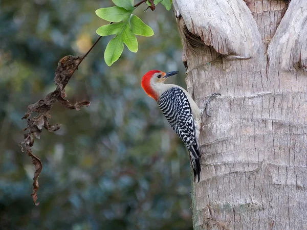 Red bellied woodpecker on trunk of a tree in Florida