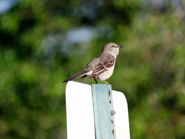 Nahaufnahme Eines Singenden Nördlichen Spottvogels Auf Einem Straßenschild Florida Profilansicht — Stockfoto