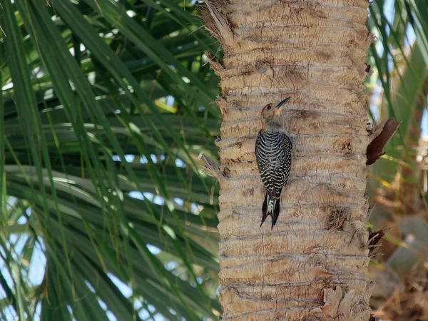Red-bellied Woodpecker on Tree