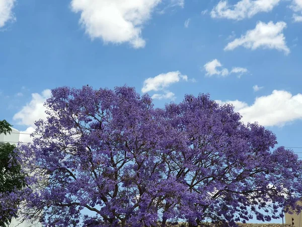 Mor ağaç mavi gökyüzüne karşı