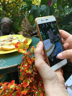 Akıllı bir telefonla bir kelebeğin fotoğrafını çekmek. 