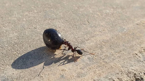 Bir karınca, hurma ağacından bir tohum taşır.