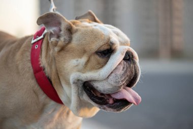 İngiliz Bulldog 'unun doğal arkaplanı.. 