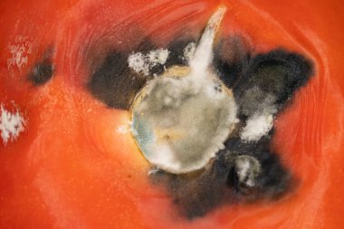 Küflü, mantarlı ve yosunlu çürük domates. Makro atış. Seçici odak.