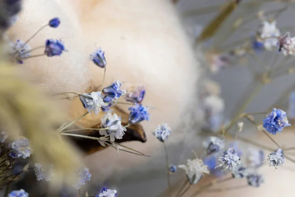 Malé Modré Květy Bavlněné Květinové Pozadí Makro Selektivní Zaměření — Stock fotografie