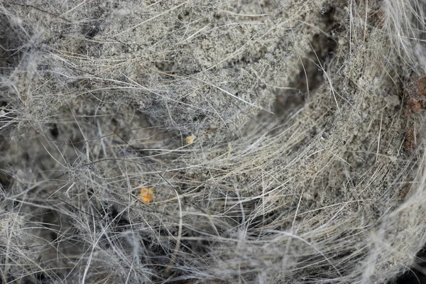 Hromada Odpadkového Prachu Vysavače Makro Selektivní Zaměření — Stock fotografie