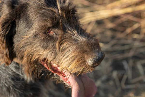 German Hunting Watchdog Drathaar Beautiful Dog Portrait — Stock Photo, Image