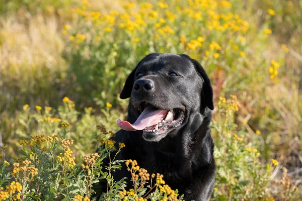 Labrador Retriever Negro Con Fondo Natural — Foto de Stock