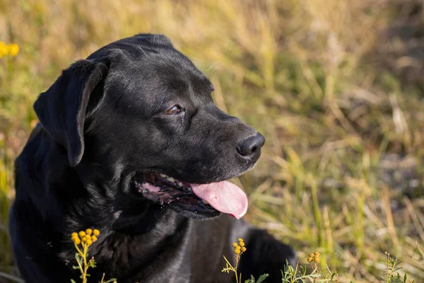 Labrador Retriever Negro Con Fondo Natural —  Fotos de Stock