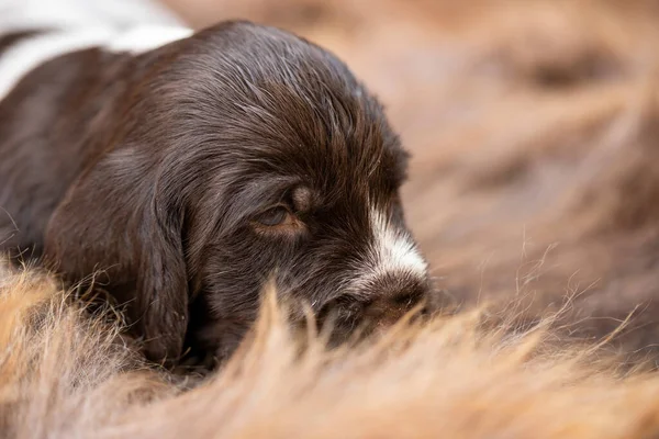 Cachorro Raza Drathaar Alemán Hermoso Perro —  Fotos de Stock