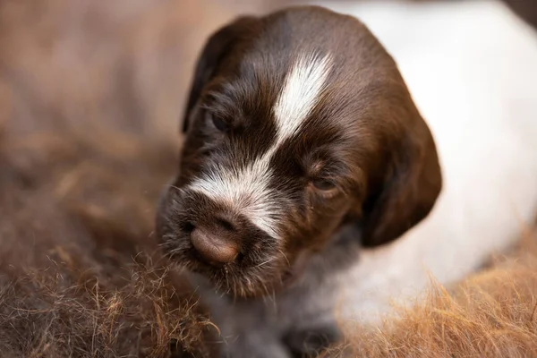 German Drathaar Breed Puppy Beautiful Dog — Stock Photo, Image